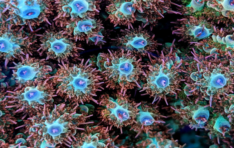 coral con pólipos expandidos
